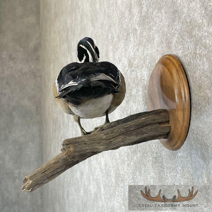 Wood Duck Taxidermy Bird Mount For Sale - Image 3