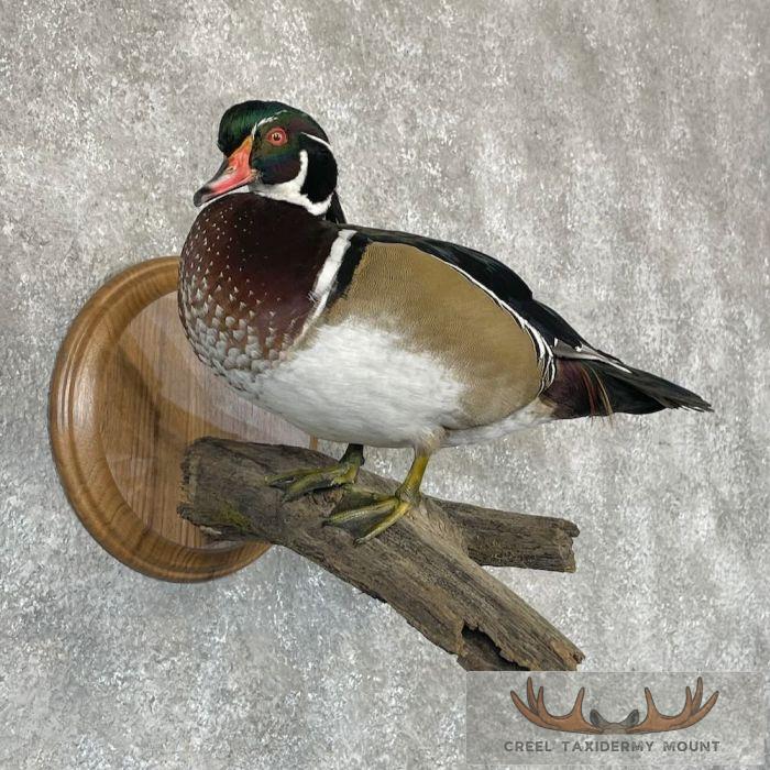 Wood Duck Taxidermy Bird Mount For Sale - Image 4