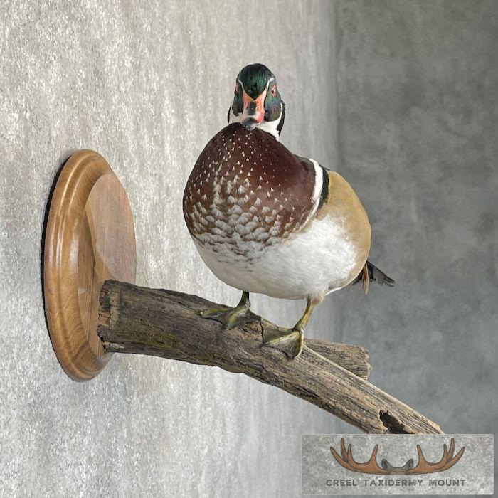Wood Duck Taxidermy Bird Mount For Sale - Image 5