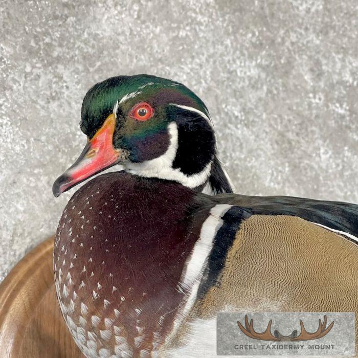 Wood Duck Taxidermy Bird Mount For Sale - Image 6