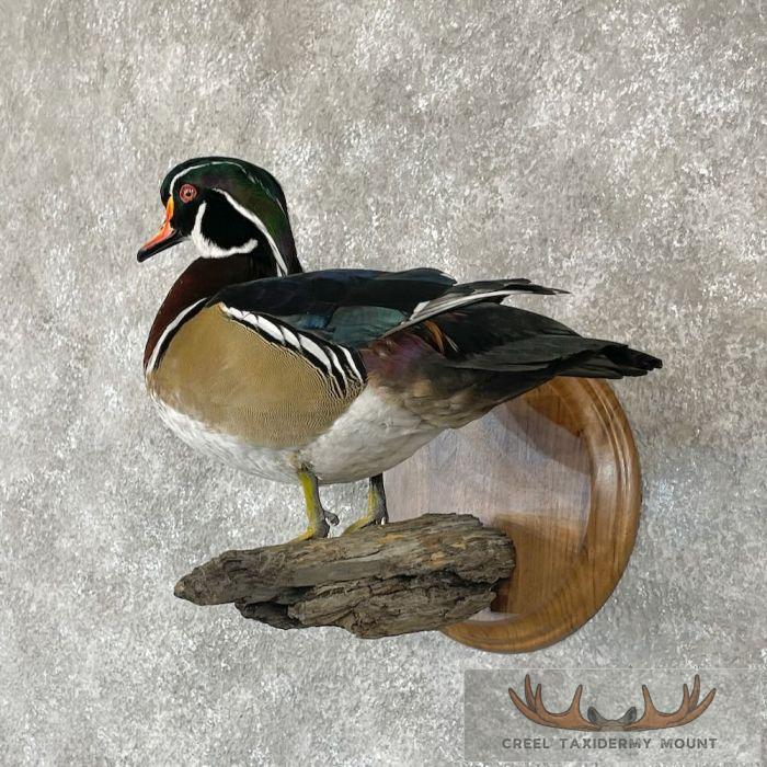 Wood Duck Taxidermy Bird Mount For Sale - Image 2
