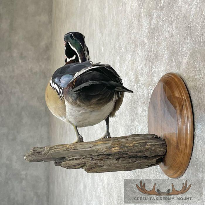 Wood Duck Taxidermy Bird Mount For Sale - Image 3
