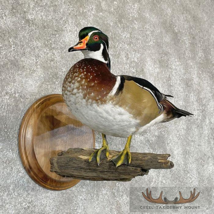 Wood Duck Taxidermy Bird Mount For Sale - Image 4