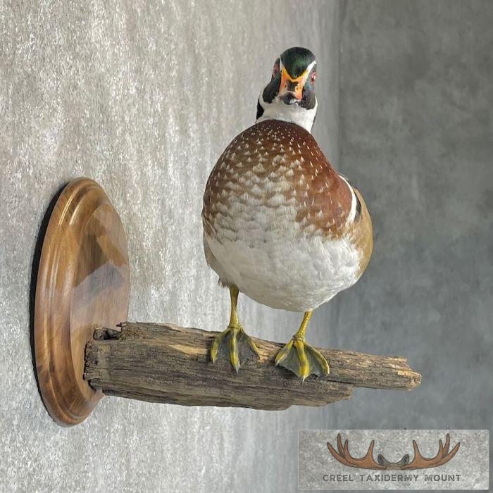 Wood Duck Taxidermy Bird Mount For Sale - Image 5