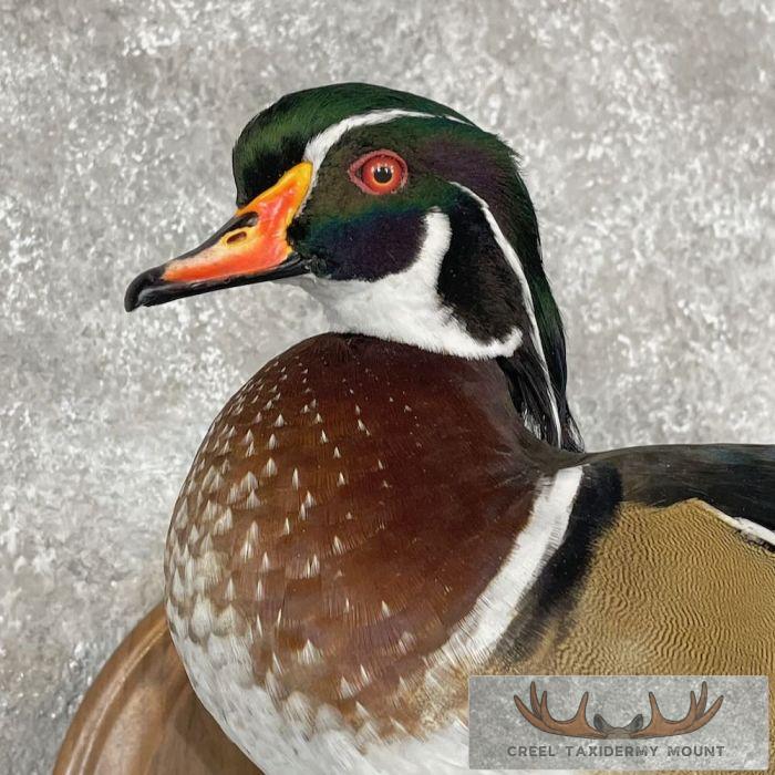 Wood Duck Taxidermy Bird Mount For Sale - Image 6