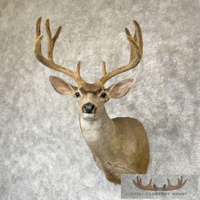 Mule Deer Taxidermy Shoulder Mount For Sale - Image 2