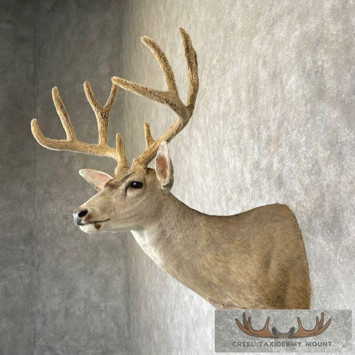 Mule Deer Taxidermy Shoulder Mount For Sale - Image 3