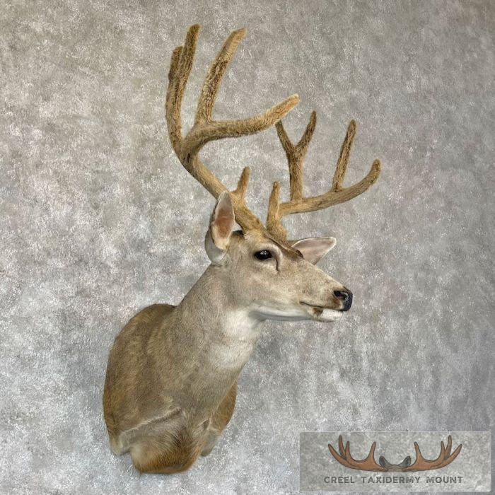 Mule Deer Taxidermy Shoulder Mount For Sale - Image 4