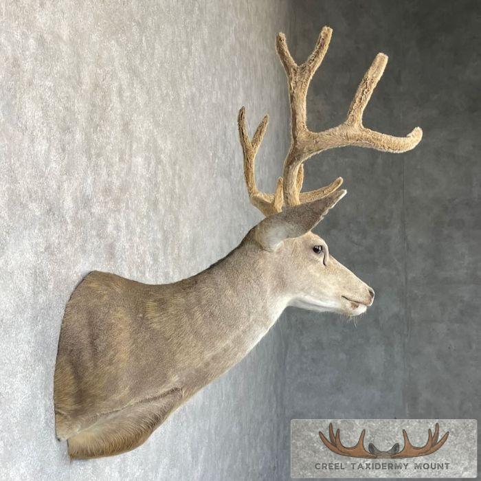 Mule Deer Taxidermy Shoulder Mount For Sale - Image 5