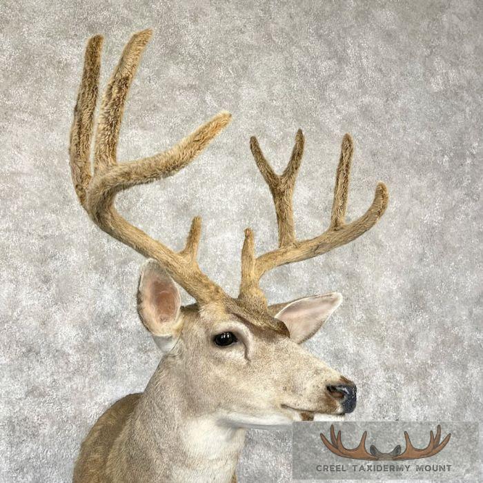 Mule Deer Taxidermy Shoulder Mount For Sale - Image 6