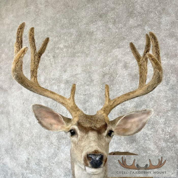 Mule Deer Taxidermy Shoulder Mount For Sale - Image 7