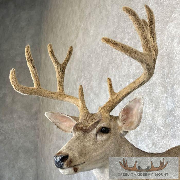 Mule Deer Taxidermy Shoulder Mount For Sale - Image 8