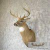 Whitetail Deer Taxidermy Shoulder Mount For Sale - Image 2