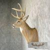 Whitetail Deer Taxidermy Shoulder Mount For Sale - Image 3