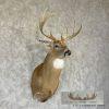 Whitetail Deer Taxidermy Shoulder Mount For Sale - Image 4