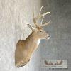 Whitetail Deer Taxidermy Shoulder Mount For Sale - Image 5