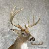 Whitetail Deer Taxidermy Shoulder Mount For Sale - Image 6