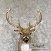 Whitetail Deer Taxidermy Shoulder Mount For Sale - Image 7
