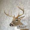 Whitetail Deer Taxidermy Shoulder Mount For Sale - Image 8