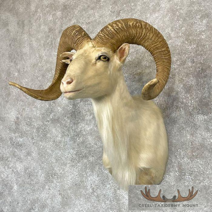 White Corsican Ram Taxidermy Shoulder Mount For Sale - Image 2