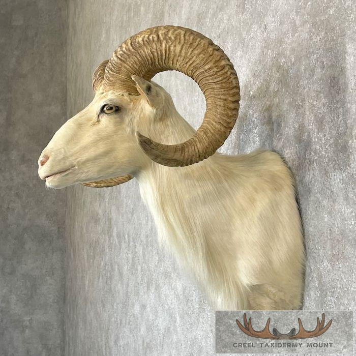 White Corsican Ram Taxidermy Shoulder Mount For Sale - Image 3