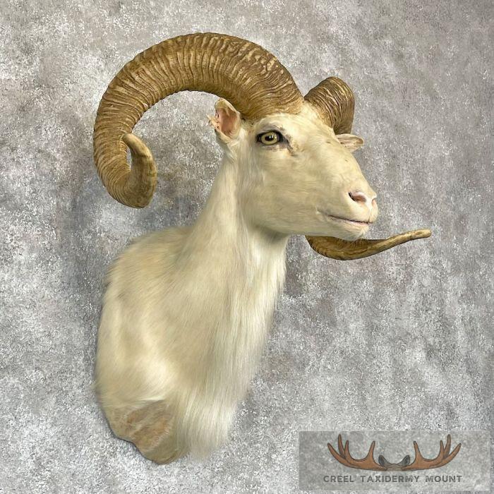 White Corsican Ram Taxidermy Shoulder Mount For Sale - Image 4