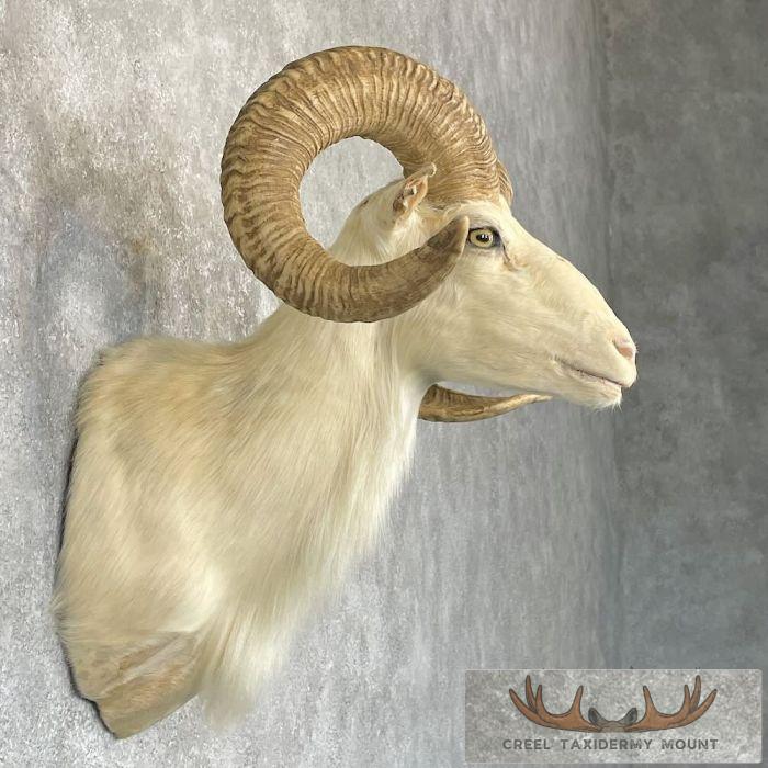 White Corsican Ram Taxidermy Shoulder Mount For Sale - Image 5