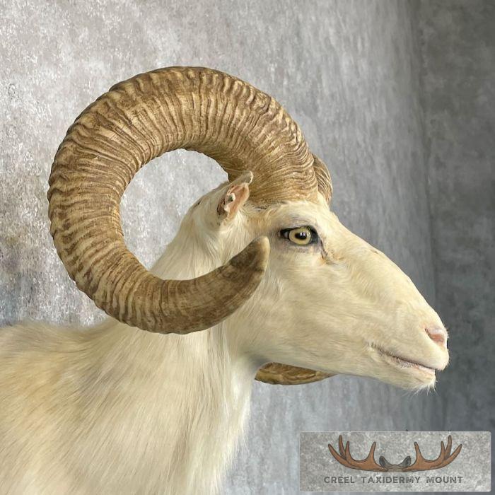 White Corsican Ram Taxidermy Shoulder Mount For Sale - Image 6
