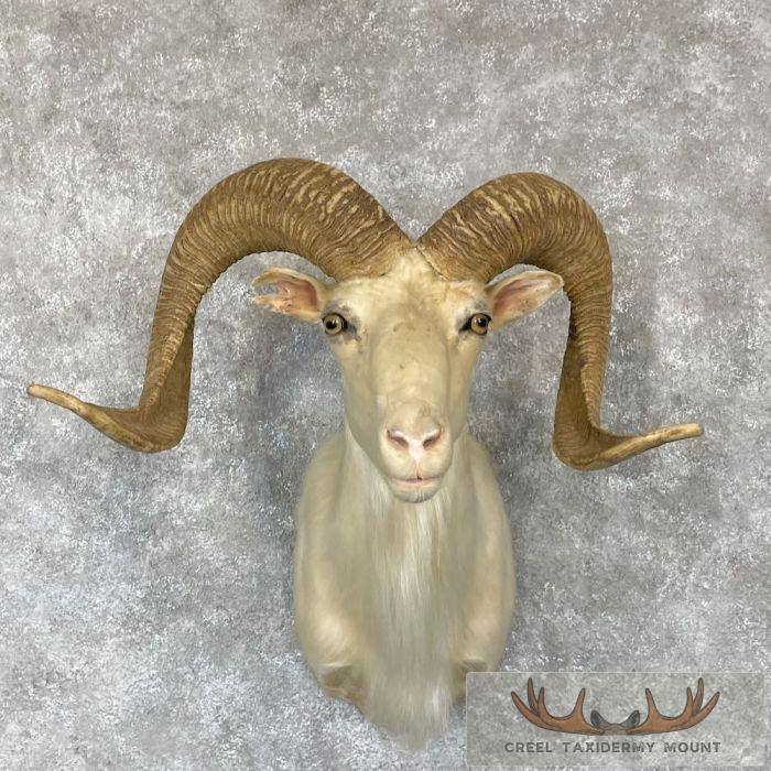 White Corsican Ram Taxidermy Shoulder Mount For Sale - Image 7