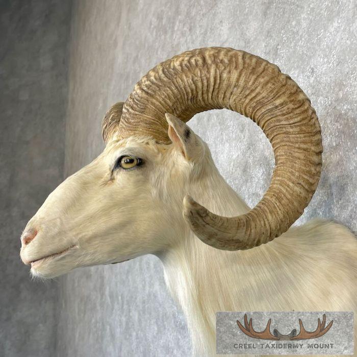 White Corsican Ram Taxidermy Shoulder Mount For Sale - Image 8