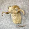 Texas Dall Sheep Taxidermy Shoulder Mount For Sale - Image 2