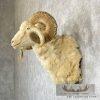 Texas Dall Sheep Taxidermy Shoulder Mount For Sale - Image 3