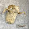 Texas Dall Sheep Taxidermy Shoulder Mount For Sale - Image 4