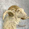 Texas Dall Sheep Taxidermy Shoulder Mount For Sale - Image 6