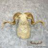 Texas Dall Sheep Taxidermy Shoulder Mount For Sale - Image 7