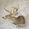 Whitetail Deer Taxidermy Shoulder Mount For Sale - Image 2