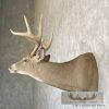 Whitetail Deer Taxidermy Shoulder Mount For Sale - Image 3