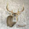 Whitetail Deer Taxidermy Shoulder Mount For Sale - Image 4