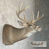 Whitetail Deer Taxidermy Shoulder Mount For Sale - Image 5