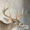 Whitetail Deer Taxidermy Shoulder Mount For Sale - Image 6