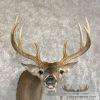 Whitetail Deer Taxidermy Shoulder Mount For Sale - Image 7