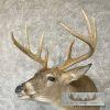Whitetail Deer Taxidermy Shoulder Mount For Sale - Image 8