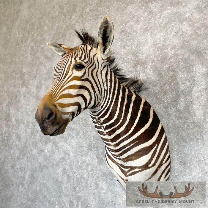 African Burchell's Zebra Taxidermy Shoulder Mount For Sale - Image 2
