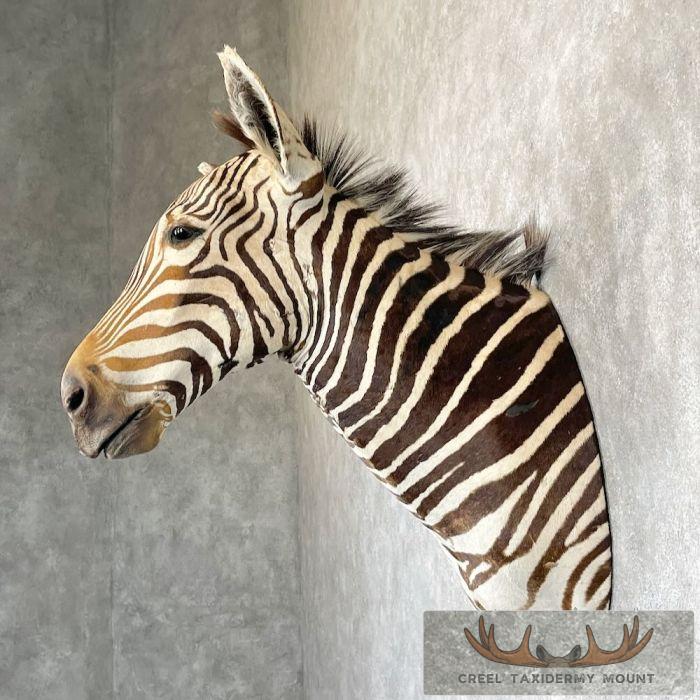African Burchell's Zebra Taxidermy Shoulder Mount For Sale - Image 3