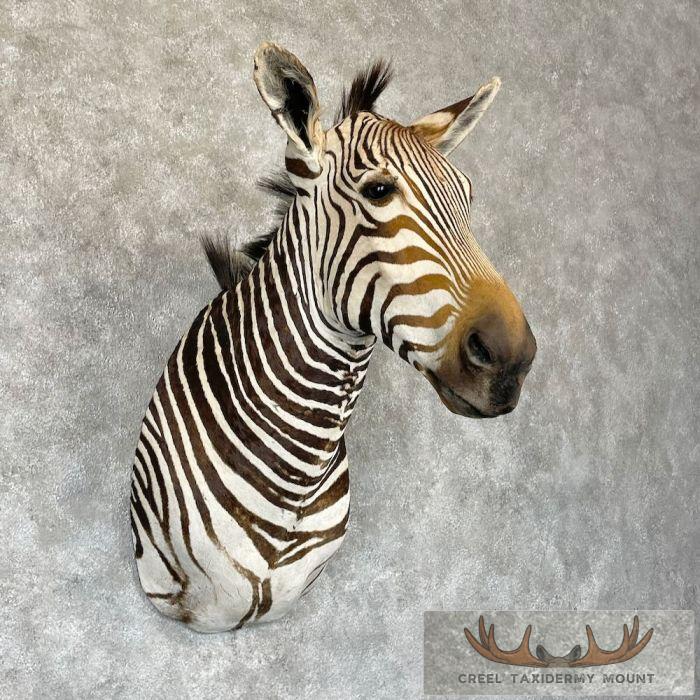 African Burchell's Zebra Taxidermy Shoulder Mount For Sale - Image 4