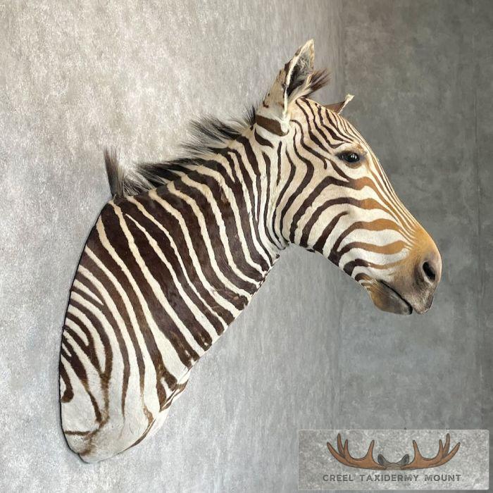African Burchell's Zebra Taxidermy Shoulder Mount For Sale - Image 5