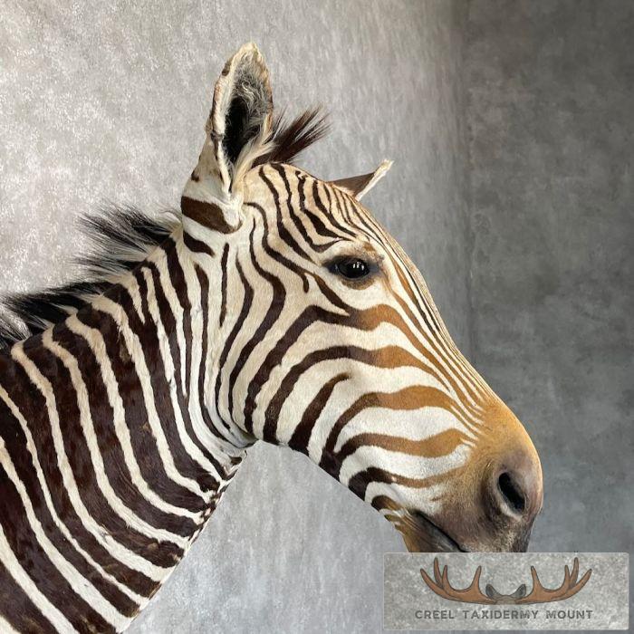 African Burchell's Zebra Taxidermy Shoulder Mount For Sale - Image 6
