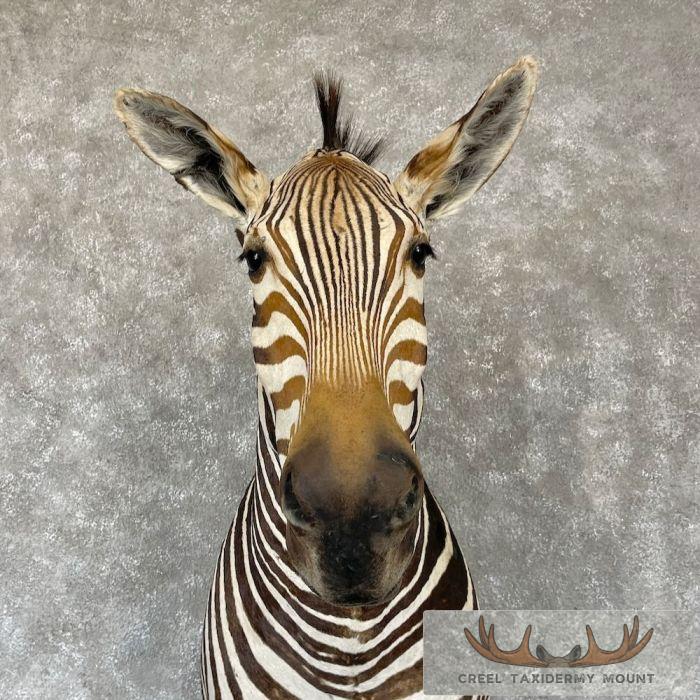 African Burchell's Zebra Taxidermy Shoulder Mount For Sale - Image 7