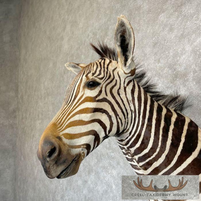 African Burchell's Zebra Taxidermy Shoulder Mount For Sale - Image 8