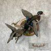 Wood Duck Pair Taxidermy Bird Mount For Sale - Image 2